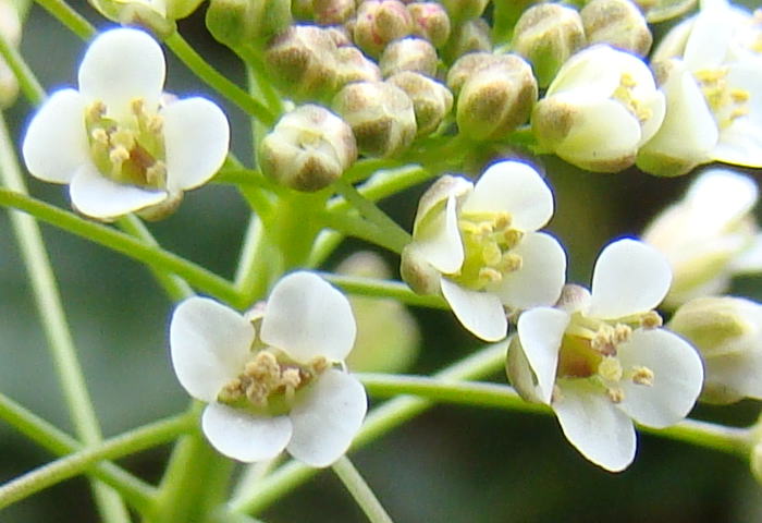 跡見群芳譜(野草譜 ナズナ)